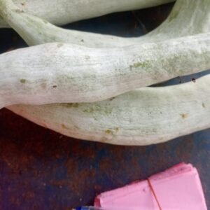 Organo Foods - Snack Gourd
