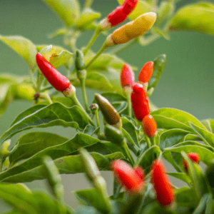 കാന്താരിമുളക് / Capsicum frutescens / Kandhari Chilly