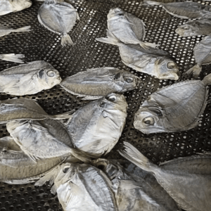 Mullan Fish Dry (മുള്ളൻ )